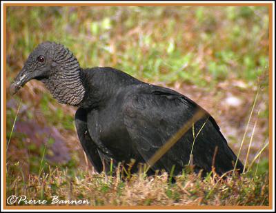 Black Vulture (Urubu noir)