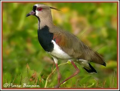Birds of Panama