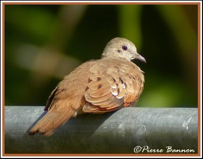 Ruddy Ground-Dove (Colombe rousse)