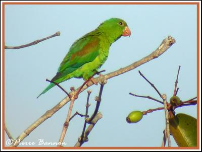 Orange-chinned Parakeet (Toui  menton d'or)