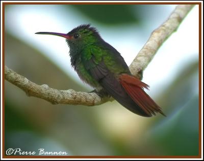 Rufous-tailed Hummingbird (Ariane  ventre gris)