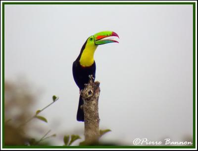 Keel-billed Toucan (Toucan à carène)