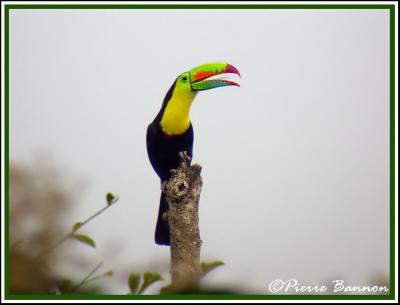 Keel-billed Toucan (Toucan  carne)