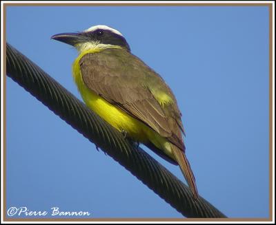 Boat-billed Flycatcher (Tyran pitangua)