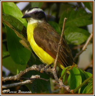 Rusty-margined Flycatcher (Tyran de Cayenne)