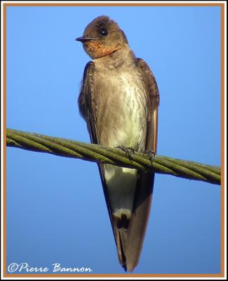 Southern Rough-winged Swallow (Hirondelle  gorge rousse)