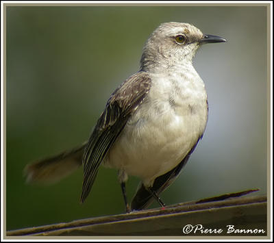 Tropical Mockingbird (Moqueur des savanes)
