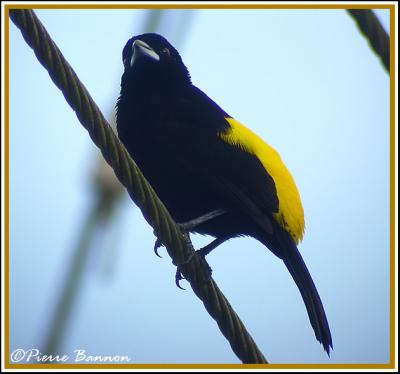 Flame-rumped Tanager (Tangara flamboyant)