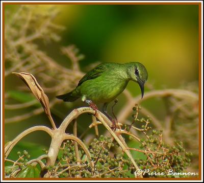 Red-legged Honeycreeper (Guit-guit saï)
