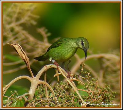 Red-legged Honeycreeper (Guit-guit sa)