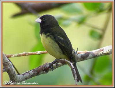 Yellow-bellied Seedeater (Sporophile  ventre jaune)