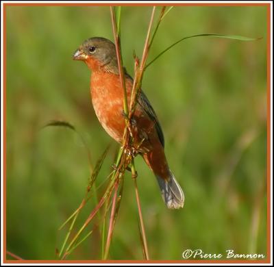 Ruddy-breasted Seedeater (Sporophile petit-louis)