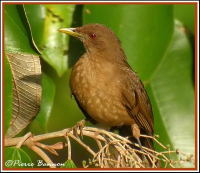 Clay-colored Robin (Merle fauve)