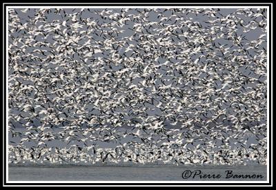 Oies des neiges (Sainte-Barbe, 31 mars 2006)