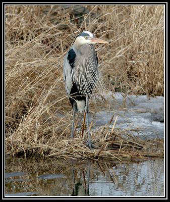 Grand Hron (LaSalle, 23 mars 2006)