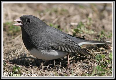 Junco ardois (Cimetire Mt-Royal, 10 avril 2006)