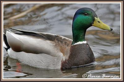 Canard colvert (Ile des Soeurs, 12 avril 2006)