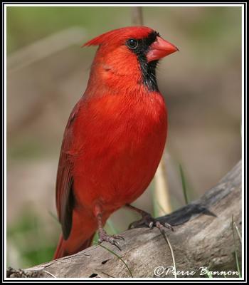 Cardinal rouge (Parc Summit, 21 avril 2006)