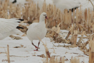 Oie de Ross (Lacolle, 27 mars 2008)