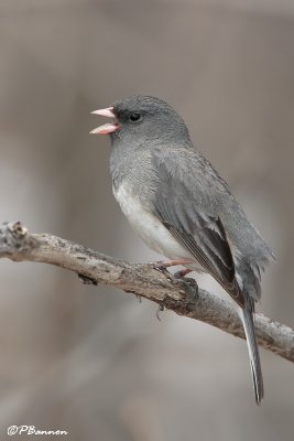 Junco ardois (Cimetire Mont-Royal, 22 avril 2008)