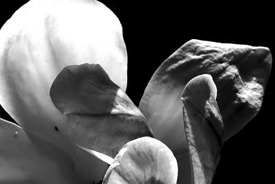 g3/21/405021/3/58730475.DSC_0358Fcopy_filteredcopyBW.jpg