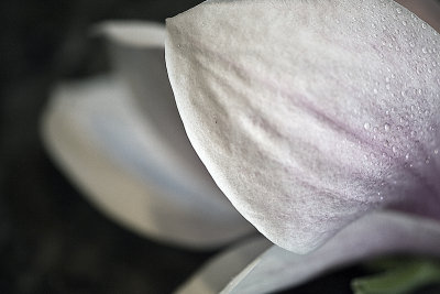 Sugar magnolia, blossoms blooming, heads all empty and I don't care... ~ Robert Hunter & Bob Weir
