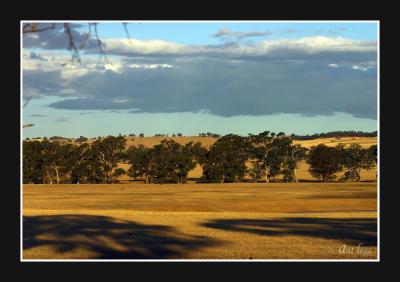 g3/21/445521/3/57281600.treesinafield3copy.jpg