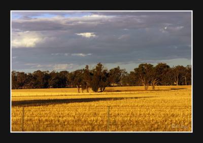 g3/21/445521/3/57281601.treesinafield2copy.jpg