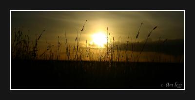 sun through the weeds