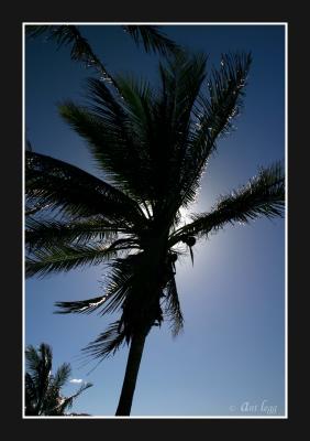 palm tree glow