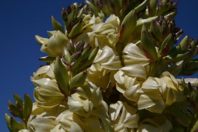 Joshua Tree NP - Yucca Flowers-02.JPG