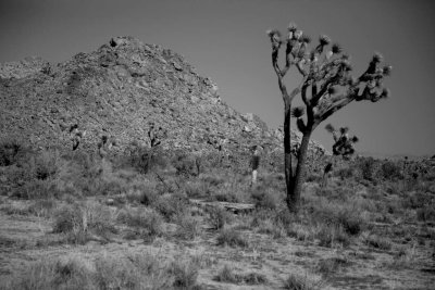 Joshua Tree NP 04.JPG