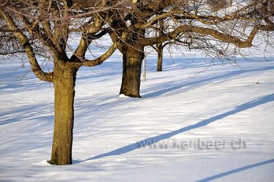 Baeume im Schnee (92612)