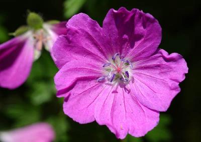 Blume / Flower (4560)