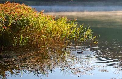 Morgen am See (7810)