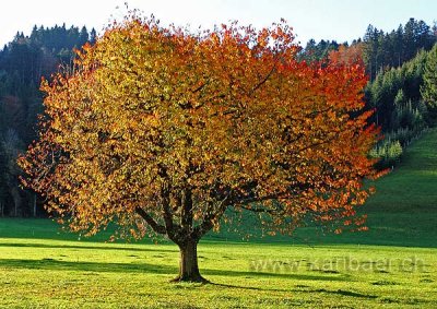 Baum im Herbst (00550)