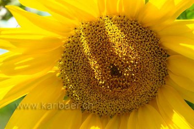 Sonnenblume (77558)