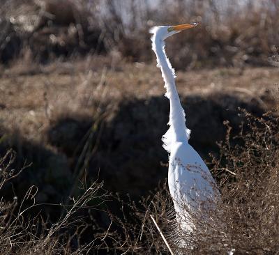 Great Egret