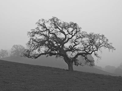 Foggy Day at Briones
