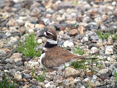 Killdeer on the Nest