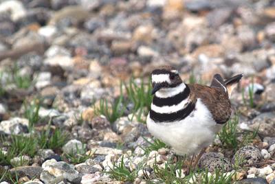 Killdeer Leaving the Nest