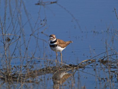 KILLDEER