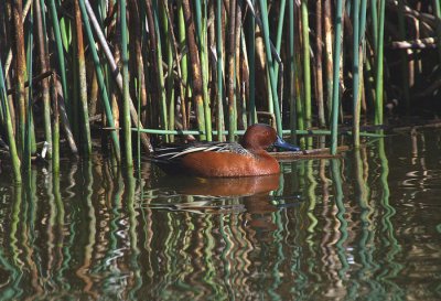 WATERFOWL