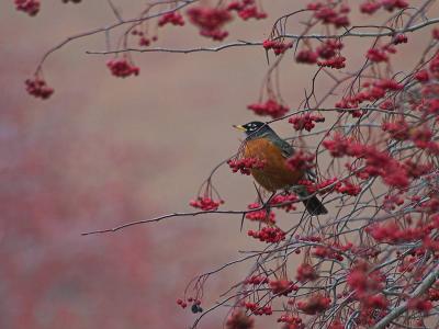 Thrushes & Mimids