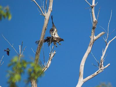 Bald Eagle, Tree Swallow