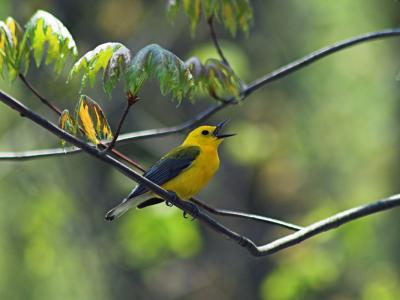 Prothonotary Warbler