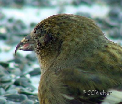 White-winged Crossbill  Avian Conjuctivitis -late