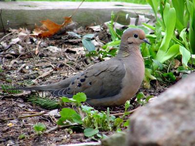 Mourning Dove