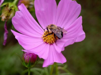 Bumble Bee on Cosmos