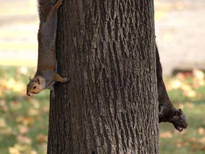 Black and Gray squirrels